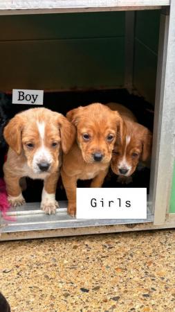 Image 3 of Stunning cockerdors puppies for sale