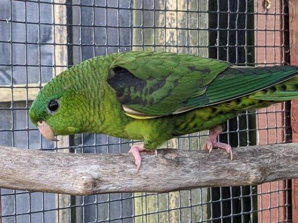 Image 5 of Male / female lineolated parakeets,