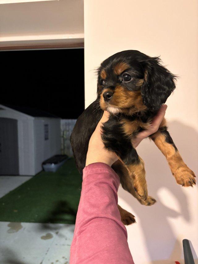 Preview of the first image of 8 week old Black & Tan CKCS Boy.