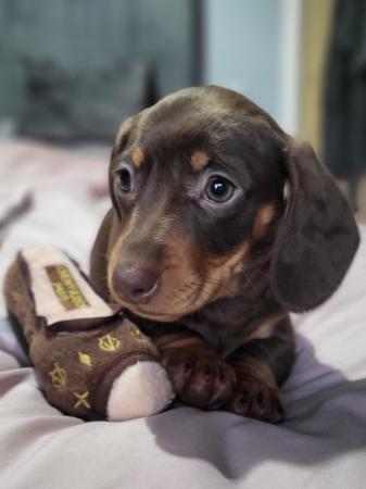Image 4 of **Beautiful miniture smoth and long hair Dachshund pups