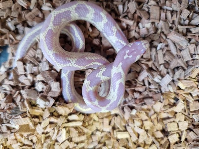 Preview of the first image of Baby californian kingsnakes.....