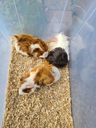 Image 15 of Adorable baby Guineapig's for sale.