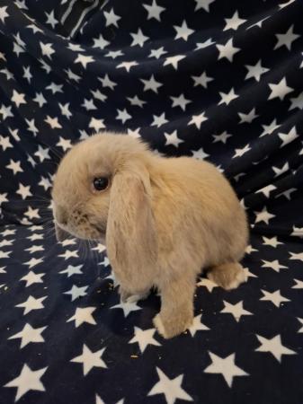 Image 1 of Mini lop baby boys for sale
