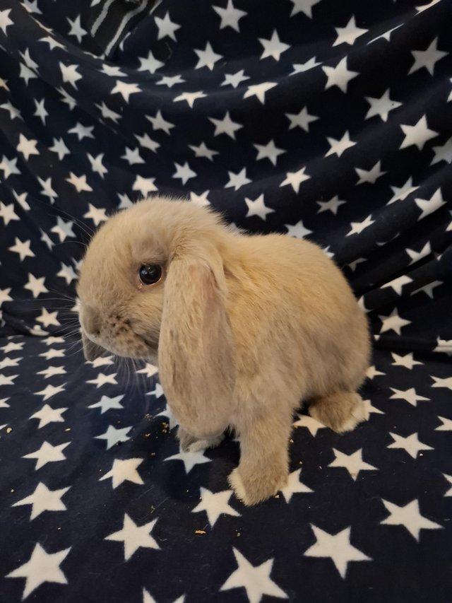 Preview of the first image of Mini lop baby boys for sale.