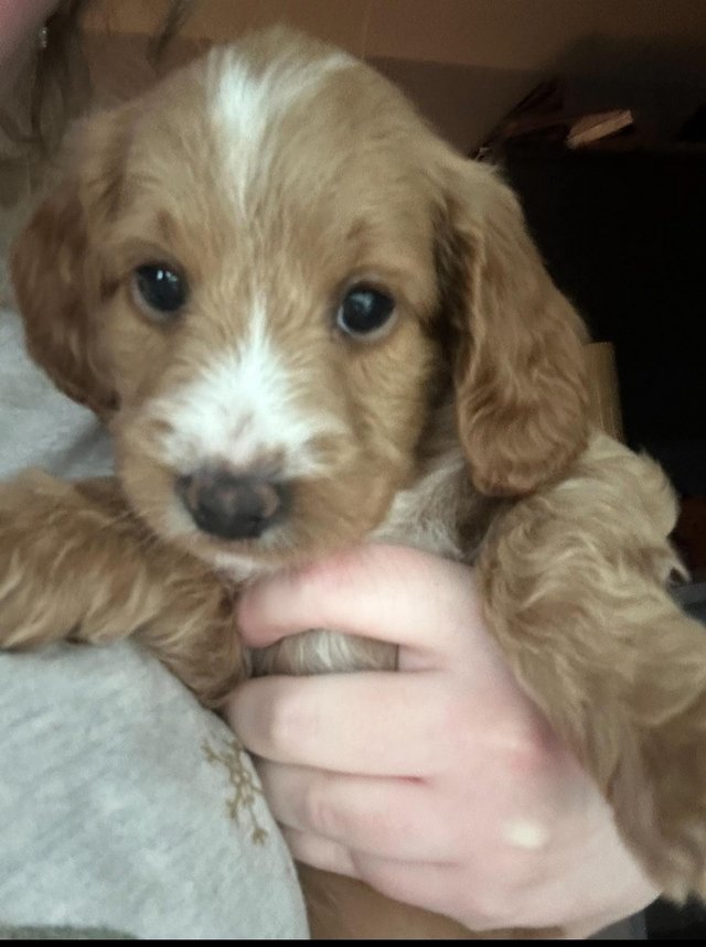 Cockapoo puppies best sale for rehoming