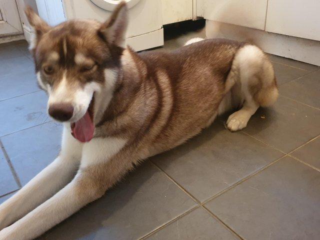 Dogs for sale wirral discount