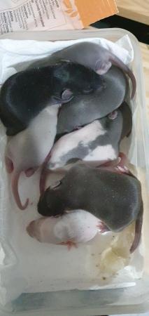 Image 3 of Young/baby rats (guaranteed tame)