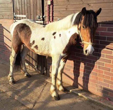 Image 2 of Lovely gelding 2yrs To mature 14.3hh/15hh