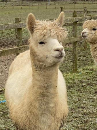 Image 6 of Alpacas look for loving new homes