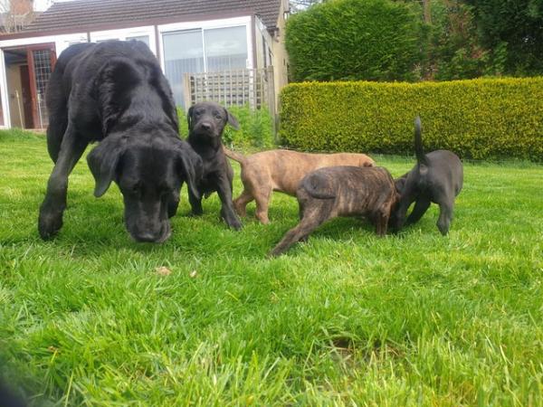 Image 6 of Labrador x puppies 1 girl and one boy