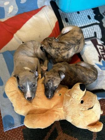 Image 9 of Fabulous Whippet Puppies ready soon ... 2 left !