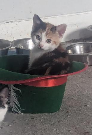 Image 2 of 1 very beautiful cute kittens for sale
