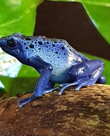 Image 2 of Azureus and Tumucumaque dart frog froglets, others available