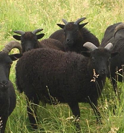 Image 3 of Hebridean Ewe lambs for sale