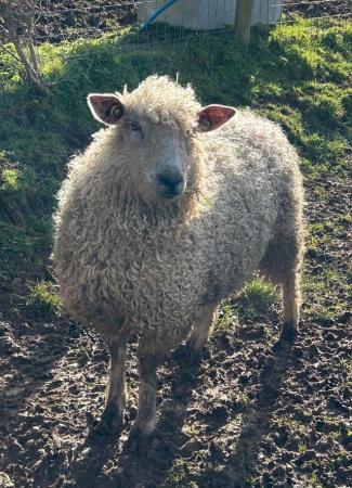 Image 2 of Lovely Wether Lincoln x Teeswater Sheep