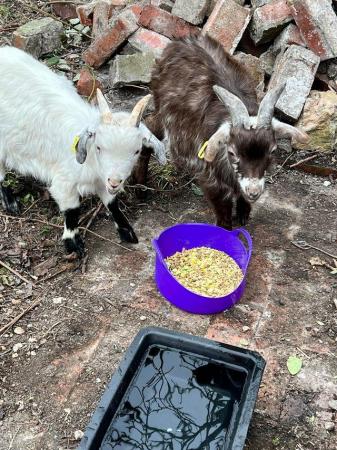 Image 3 of Fully intact male Pygmy goats