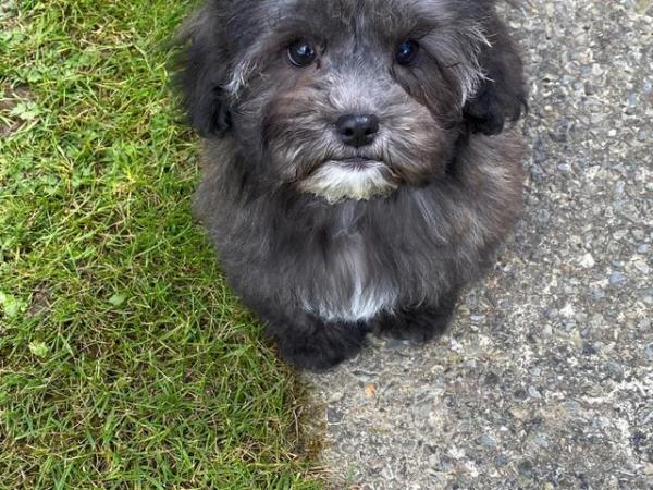 Image 11 of CUTE AND CUDDLY SHIHPOO PUPPIES