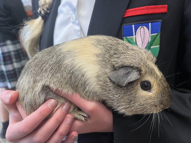 2 male guinea pig pups for rehoming — photo 2 of 4
