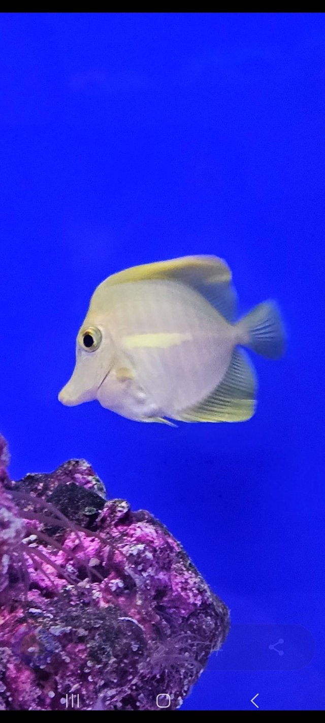 Preview of the first image of Yellow Tang Marine Fish.
