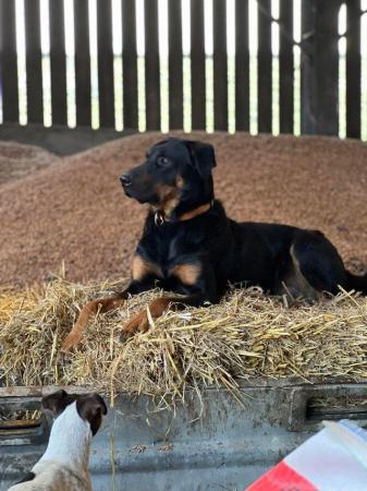 Image 8 of Huntaway Puppies for Sale. Ready to leave now!