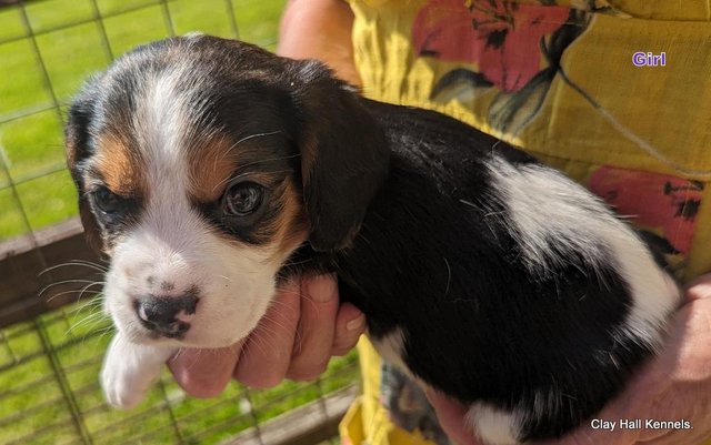 Image 10 of Quality, F1, Beaglier puppies, ready soon.