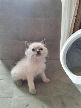 Image 1 of Blue/lilac point male ragdoll ready now