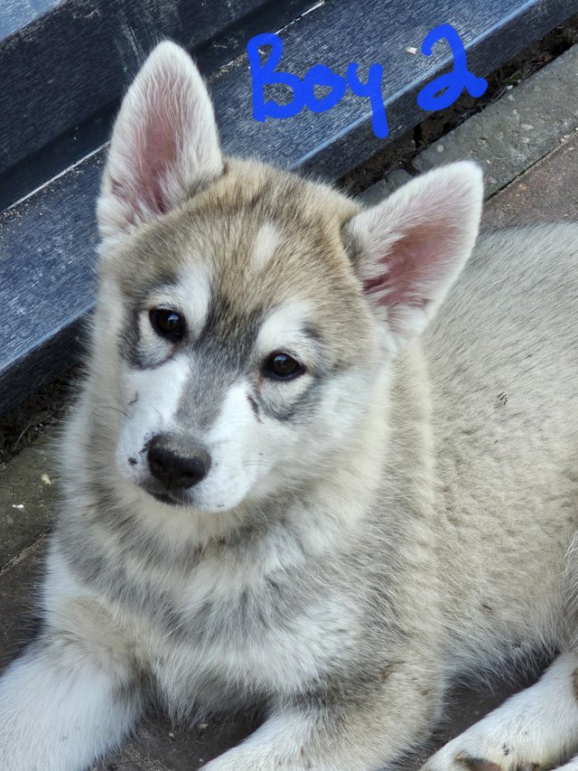 Preview of the first image of BEAUTIFUL CHUNKY HUSKY PUPPIES READY NOW.