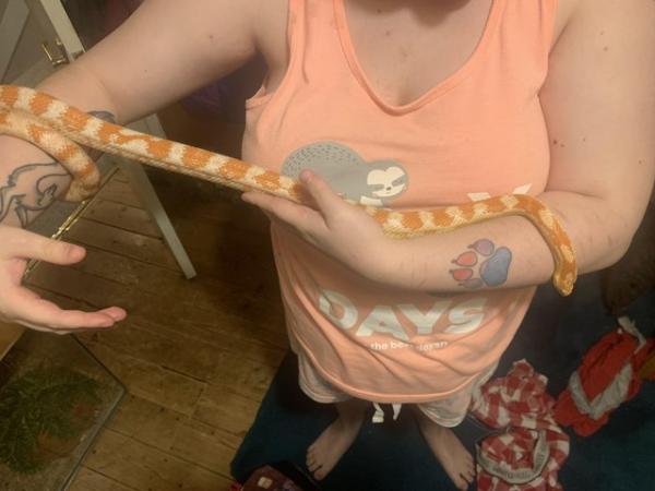 Image 3 of 7 year old Corn Snake with a heated tank