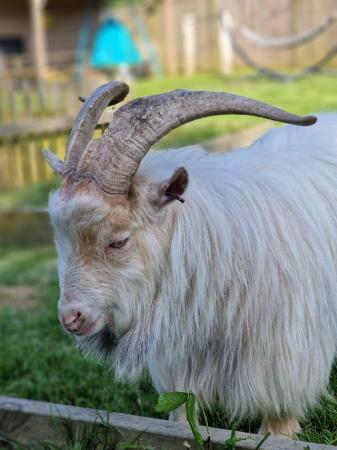 Image 1 of Superb PGC Registered Pygmy goat billy