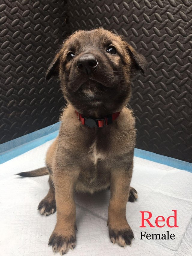 Preview of the first image of READY TO LEAVE. Belgian Malinois puppies.