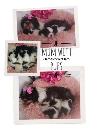 Image 10 of Shih Tzu girl fully vaccinated ready now