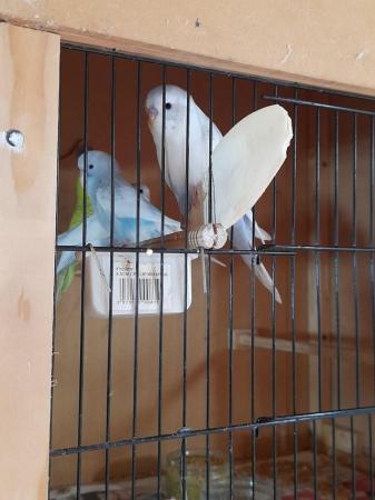 Image 7 of Beautiful baby budgies ready for rehoming