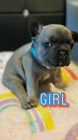 Image 17 of Kennel club registered French bulldog pupps.