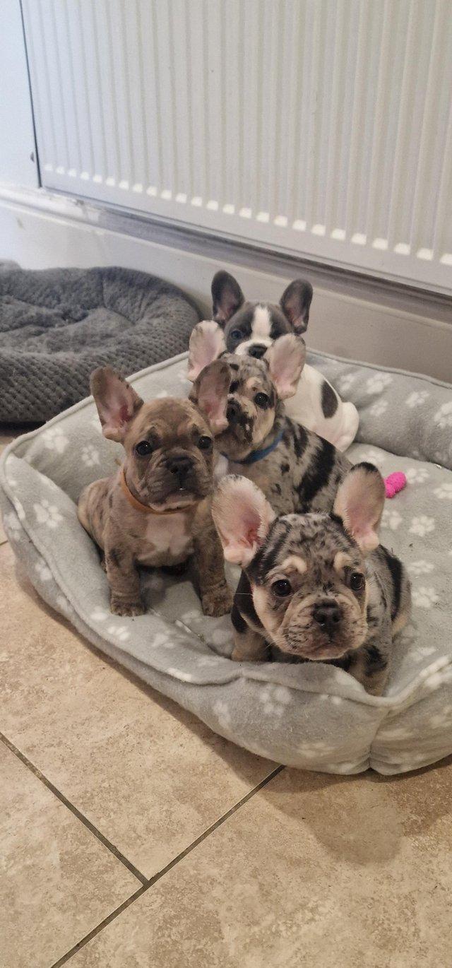 Preview of the first image of 8 week old french bulldog pups.