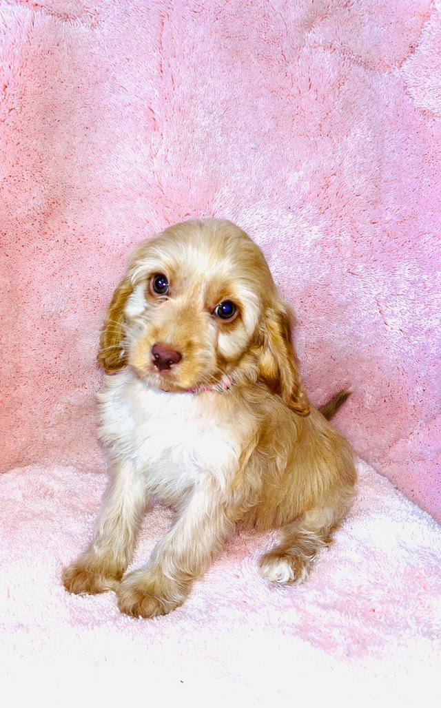 Preview of the first image of F1 cockapoo puppys READY NOW HEALTH CHECK VACCINATED CHIPPED.