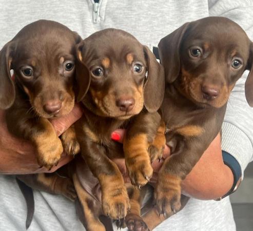 Image 11 of Miniature dachshund puppies