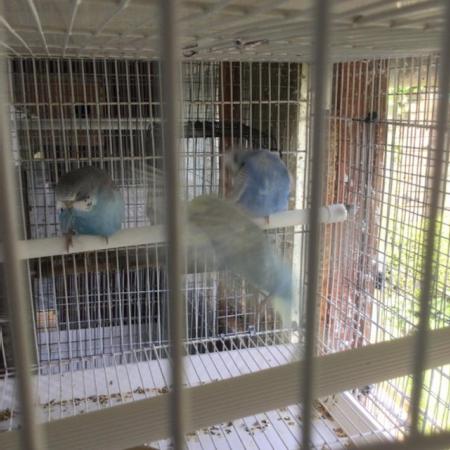 Image 2 of baby blue budgies for sale East Harling.