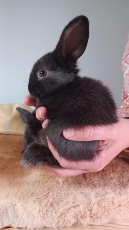 Image 1 of 8 weeks old beautiful baby bunnies for sale