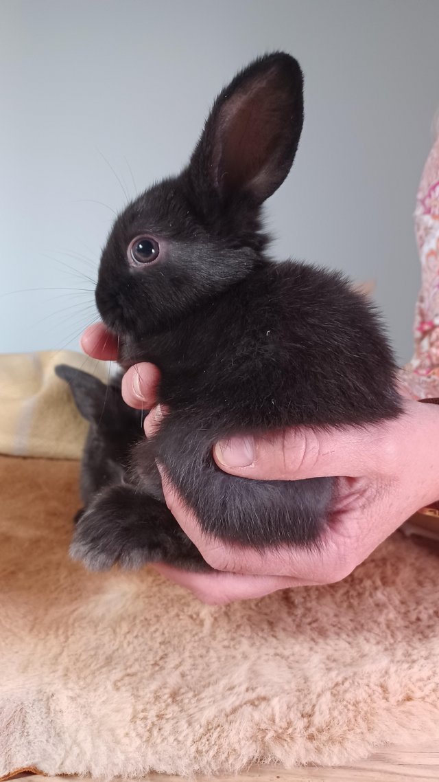 Preview of the first image of 8 weeks old beautiful baby bunnies for sale.