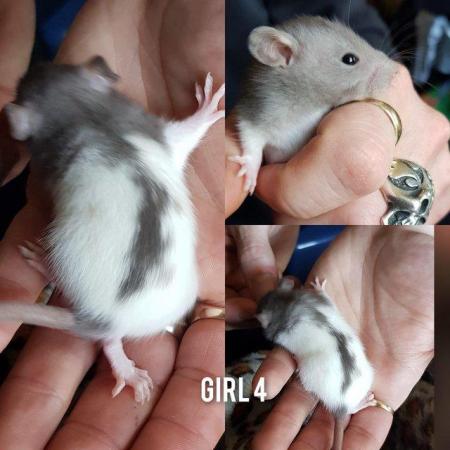 Image 8 of Rats babies!!!!!!!!!!!!!!!!!!!!!