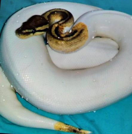Image 9 of Green Mojave fire het pied royal Python