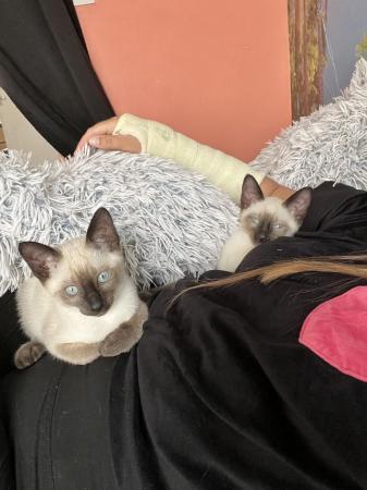 Image 29 of Siamese kittens,ready now only 2 boys left