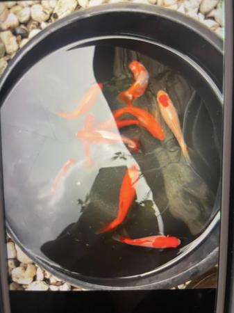 Image 4 of Rare wakin goldfish stunning