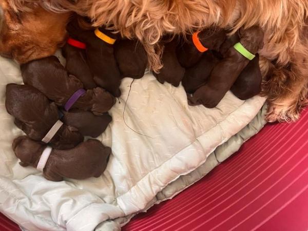 Image 4 of DNA Health cleared Cockapoo puppies ready to go 17th may