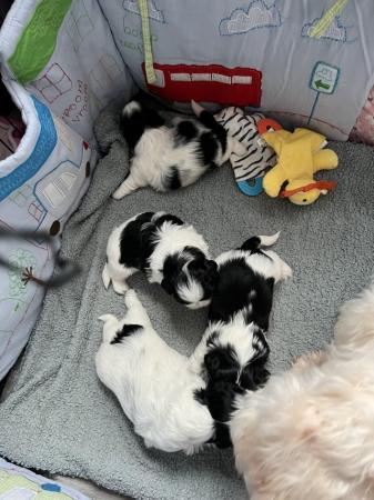 Image 3 of Beautiful litter of 4 Shih tzu puppies for sale