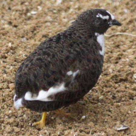 Image 1 of CHINESE PAINTED QUAIL FOR SALE / TRIO