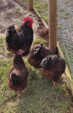 Image 1 of Light Sussex and Rhode Island Red Hatching Eggs for Sale