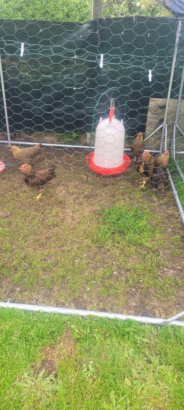 Preview of the first image of 16 Week Gold Partridge Wyndotte bantams.