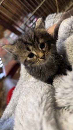 Image 1 of 11 week old Siberian - Turkish angora Kittens for sale