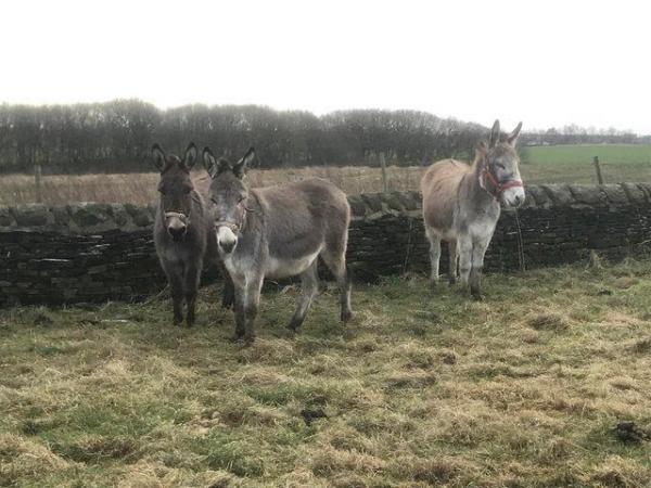 Image 2 of Trio Traditional young grey Jenny Donkeys must go together